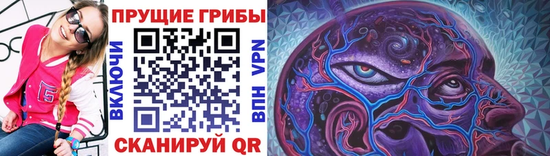 блэк спрут зеркало  Заволжье  Галлюциногенные грибы Psilocybe 