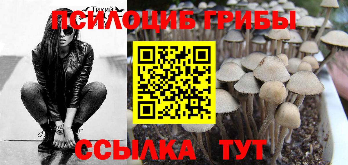 Псилоцибиновые грибы Psilocybe  Заволжье 